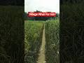 Yah gaon Hai yahan man lagana nahin padta hai #assam#gaon #bihar#youtube#sasaram#viral #villagelife