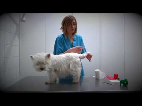 Video: Cómo Detener La Cola En Perros