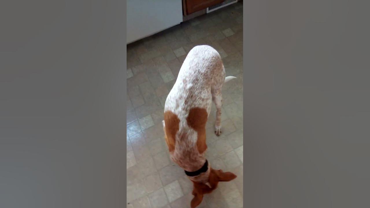 dog-eats-cat-food-youtube