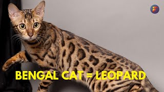Bengal Cat  CHARACTERISTICS and FACTS | Factsoverdose