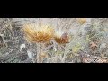 Fire In The Reeds آتش در نیستان Fire In The Reeds آتش در نیستان