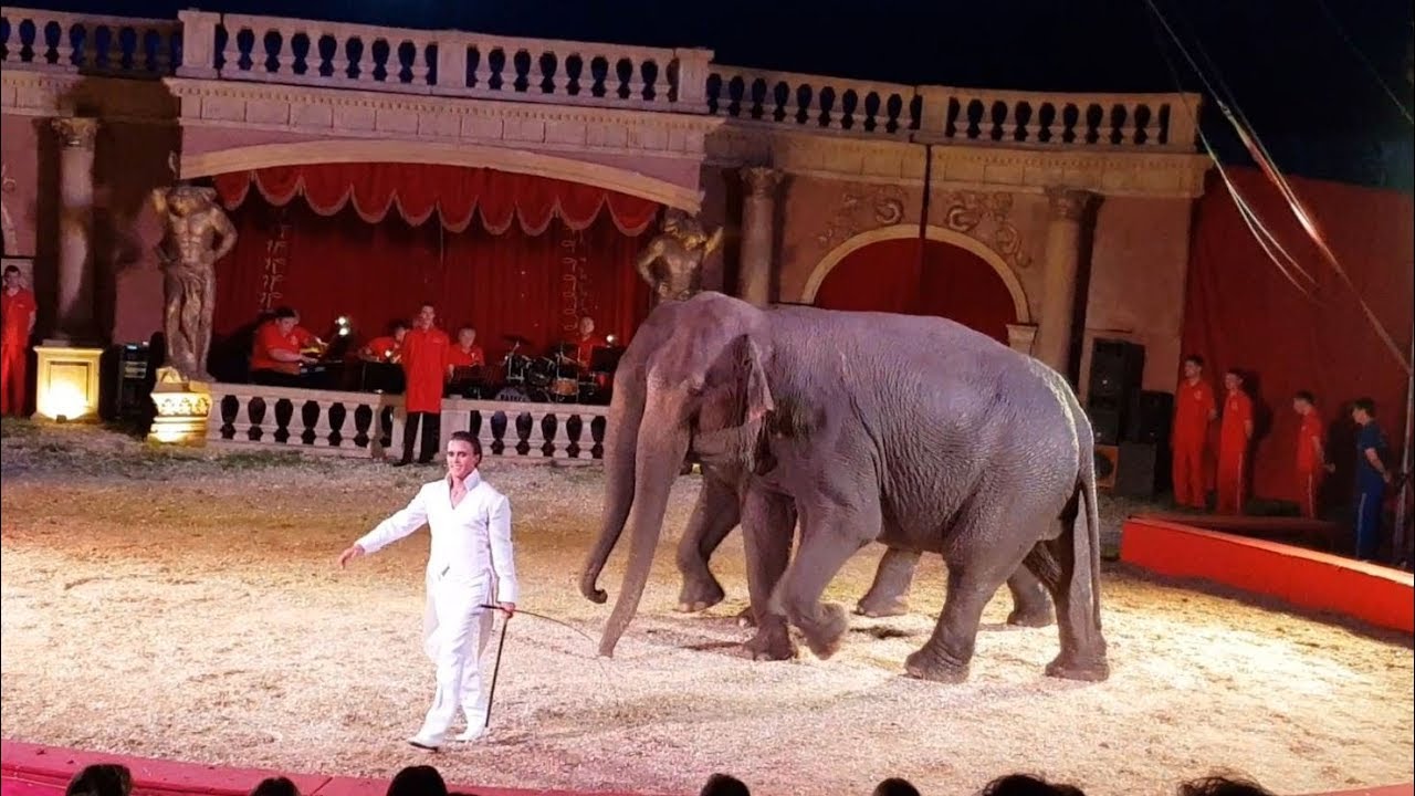 Richter Flórián Cirkusz - Amedeo Folco - Indiai elefántok (4K)