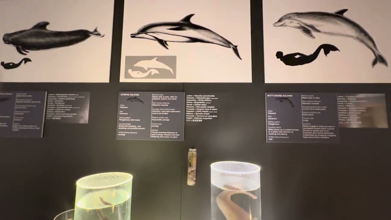 The Icelandic Phallological Museum (Hið Íslenzka Reðasafn) | Iceland penis Museum