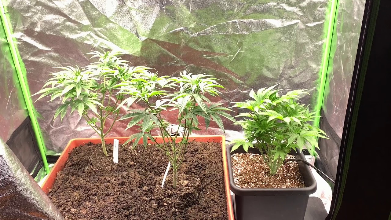 2x4 Grow Tent ViparSpectra XS Series LED Grow Light 2x4 Tent with