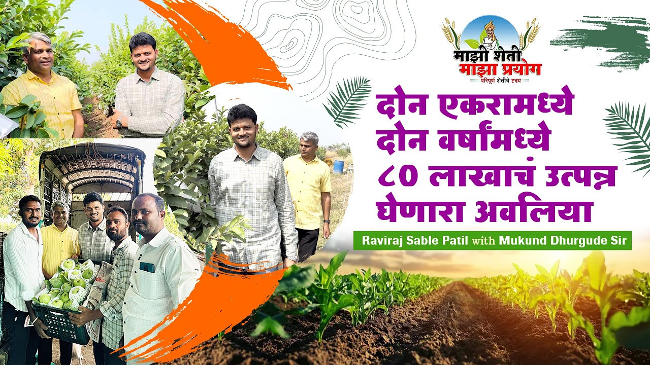 Jumbo Guava 2 वर्षात 80 लाखांचे उत्पादन घेतलेली बाग, यशस्वी शेतकऱ्याची मुलाखत.✌🏻 #ravirajsabalepatil