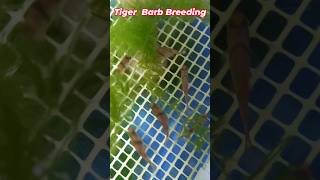 Tiger Barb Breeding Day - 1, Part - 1