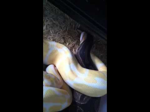 geckos food Pythons are breed