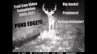 Pond Edge Trail Cam Video Compilation