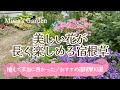 【ガーデニング*おすすめ宿根草🌺】植えて良かった!おしゃれで花期が長い美しい宿根草・多年草10選/素敵な庭づくり