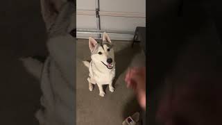 Training time for the husky #remix #music #song #husky #helpmemakethismakesense #huh #ymh #cyhsy