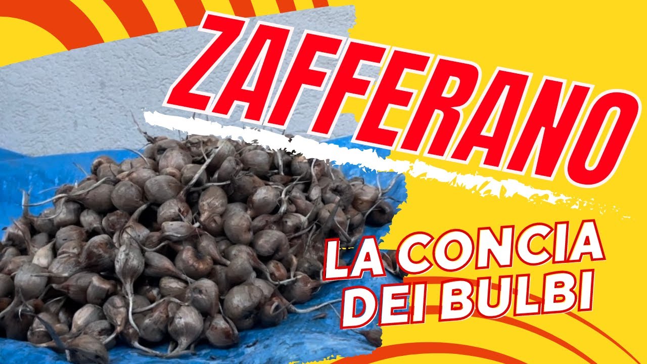Conserviamo i Bulbi di Zafferano - Come si fa la Concia