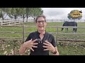 Cómo quitar el hambre a tu caballo