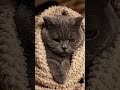 Cute, sad cat wrapped in a comfy blanket #aishorts #cat #cute #funny #animals