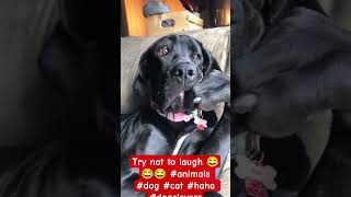 Try not to laugh 😂😂😂 #animals #dog #cat #haha #dogslovers