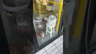샤를몽탁 영상