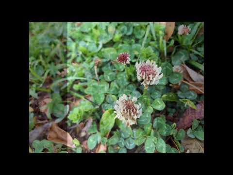 時の旅人　深田じゅんこ作詞・橋本祥路作曲