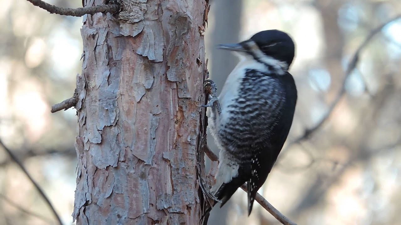 Ottawa: Black-backed Woodpecker 