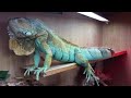 Blue huge Male Axanthic Iguana