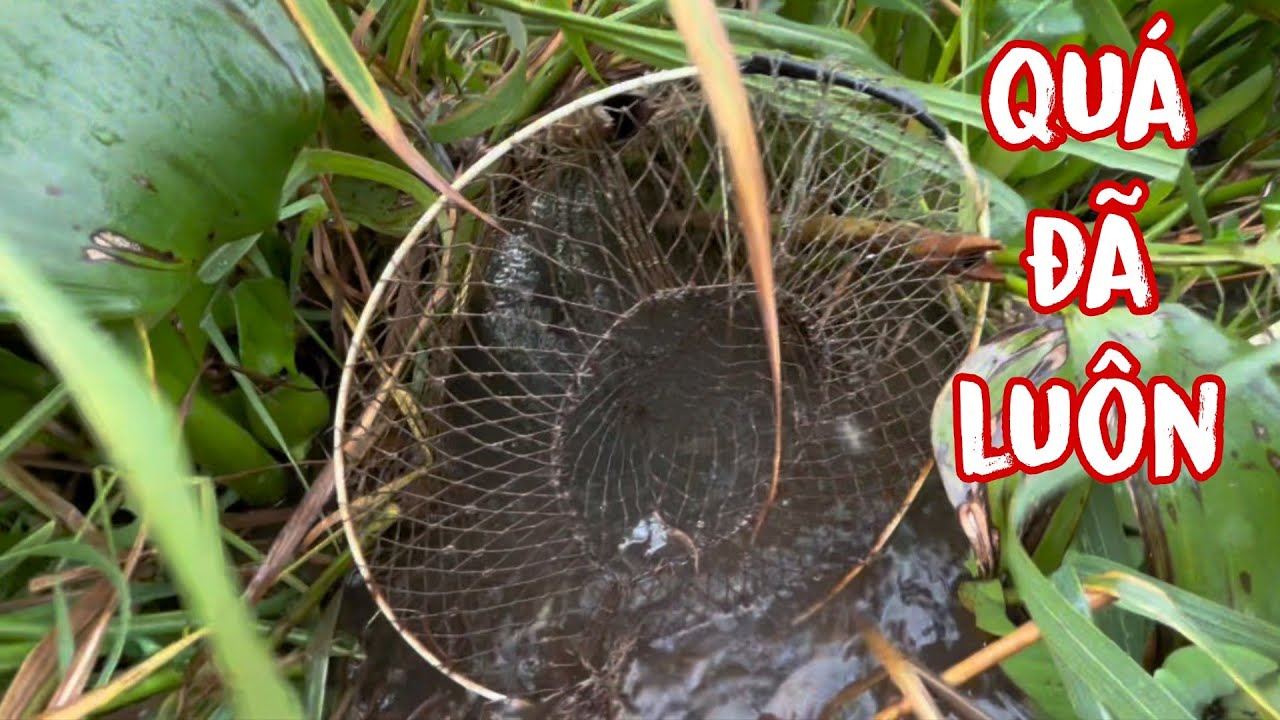 Thăm Lờ Lần Cuối: Trúng Cá Lóc, Cá Trê, Ếch Khủng. Cuốn Lờ Kết Thúc Mùa Luôn