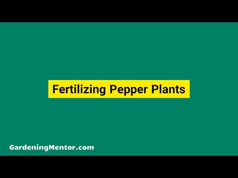 Fertilizing Pepper Plants