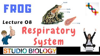 Class 11-Zoology Lectures-Discuss the Respiratory System of Frog and Its Types & Methods-1.08