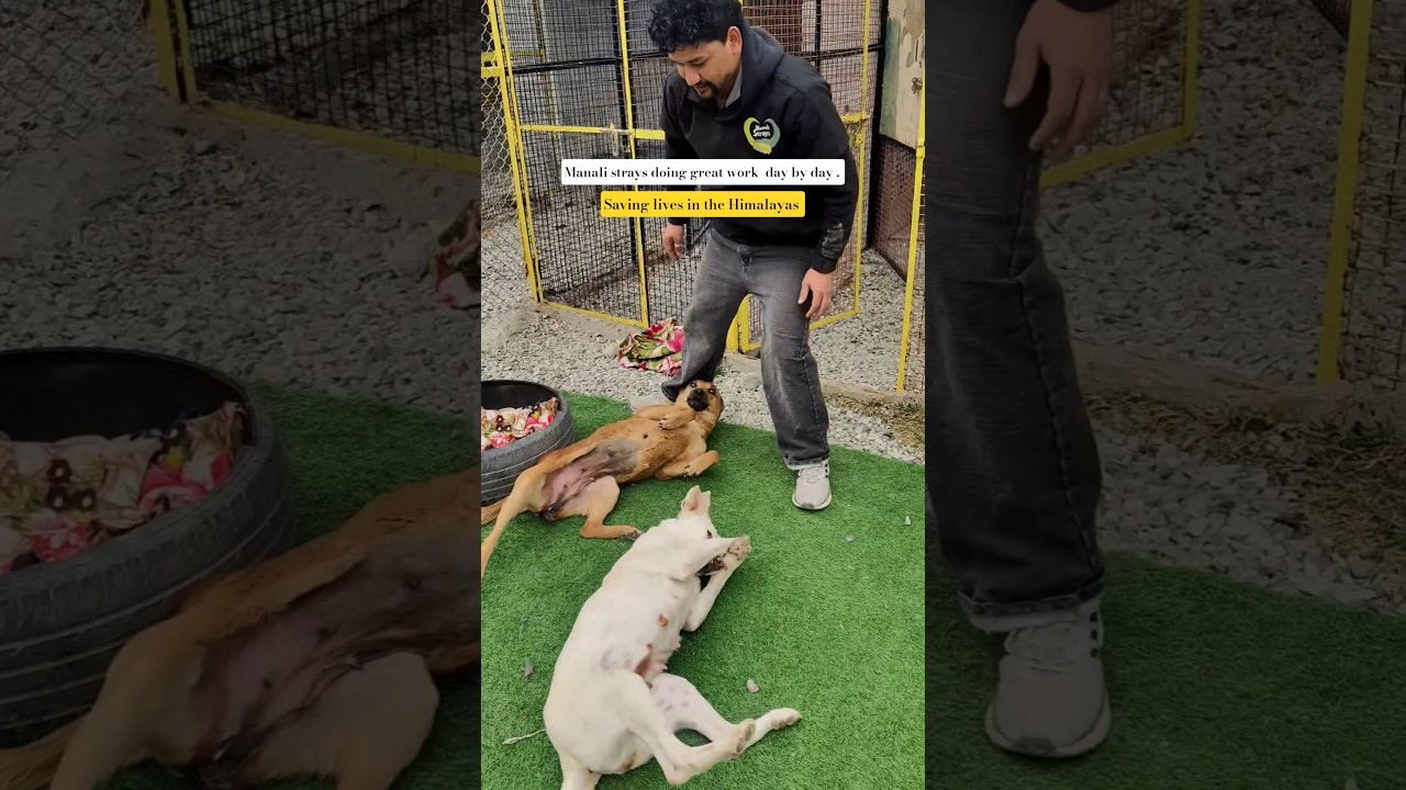 manali strays doing great work day by day  