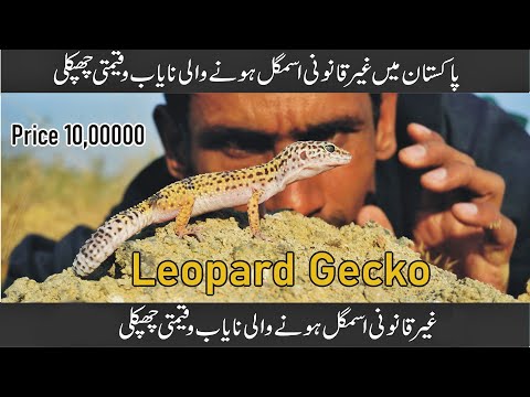 Video: Går leopardgekkoer i dvale?