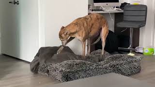Greyhound Making His Bed!!