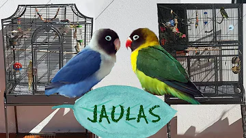 ¿Necesitan los pájaros juguetes en su jaula?