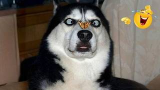 FUNNY DOG MOMENTS Caught on Camera🐶 — You’ll Be Crying Laughing! 😂 #5