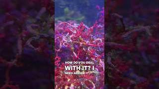 Nuisance bubble algae, Help!#fishkeeping #fishtank #reeftank #plantedtank #aquarium