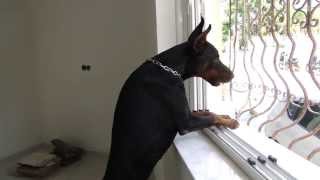 Doberman Cesar want to go out by Basilis Lelos 79,270 views 10 years ago 1 minute, 15 seconds