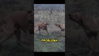 Crestado Rodesiano, Perros Fuertes Y Poderosos