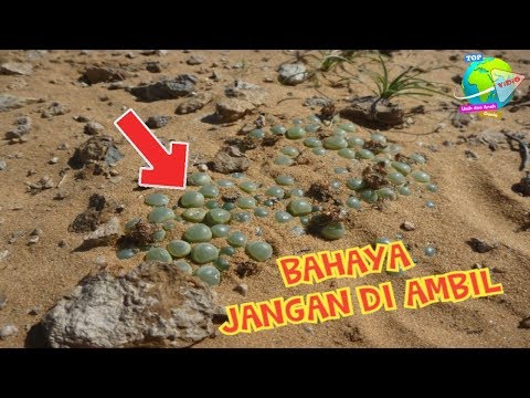 Produksi Alumni Pelatihan Audio Visual Angkatan VI: Ferdy dan Eka.. 