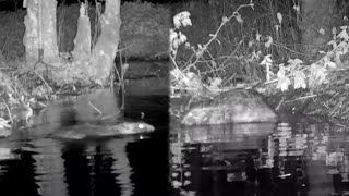 Time-lapse of beavers building a dam with highlights