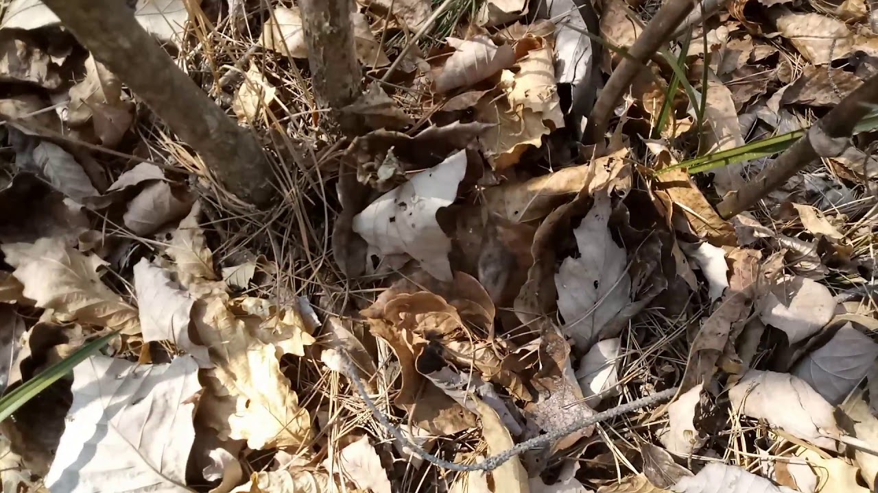 황전 촛대바위 난초 산행Yellow candlestick rock orchid walk 