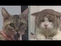 BEST FUNNY MEMES WITH CATS COMPILATION 11