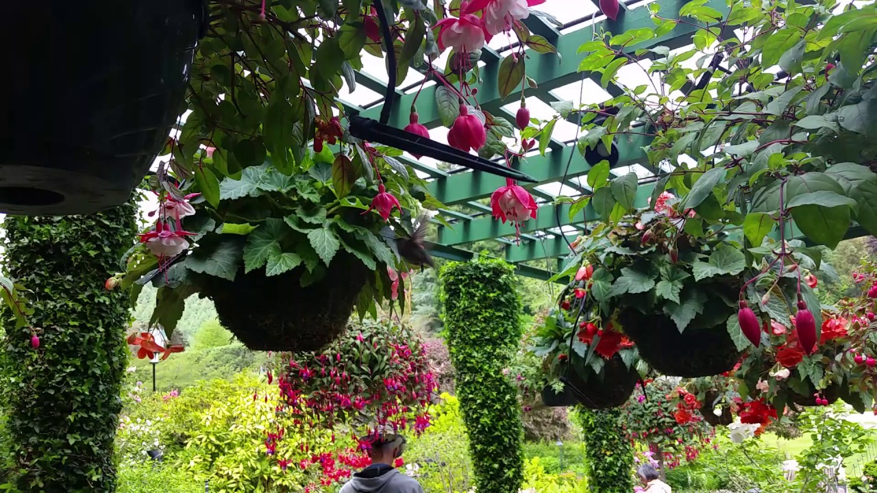 camera iphone 8 plus apk Chasing a Hummingbird Among the Roses at Butchart Gardens, Victoria, Vancouver Island, BC, Canada