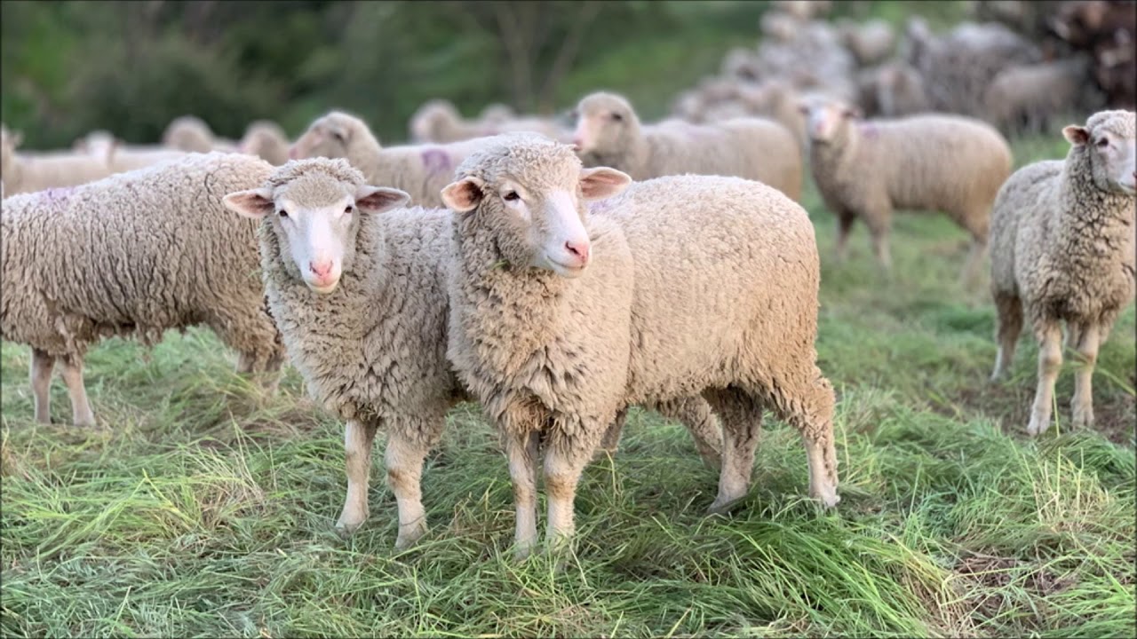 Sheep Sounds Free Sound Effects Animal Sounds YouTube