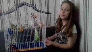 Как ухаживать за попугаем Как ухаживать за попугаем