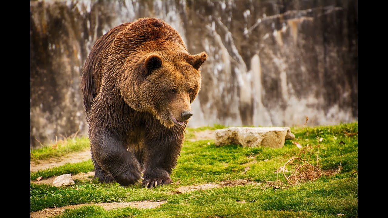 Рассказ о медведе - YouTube