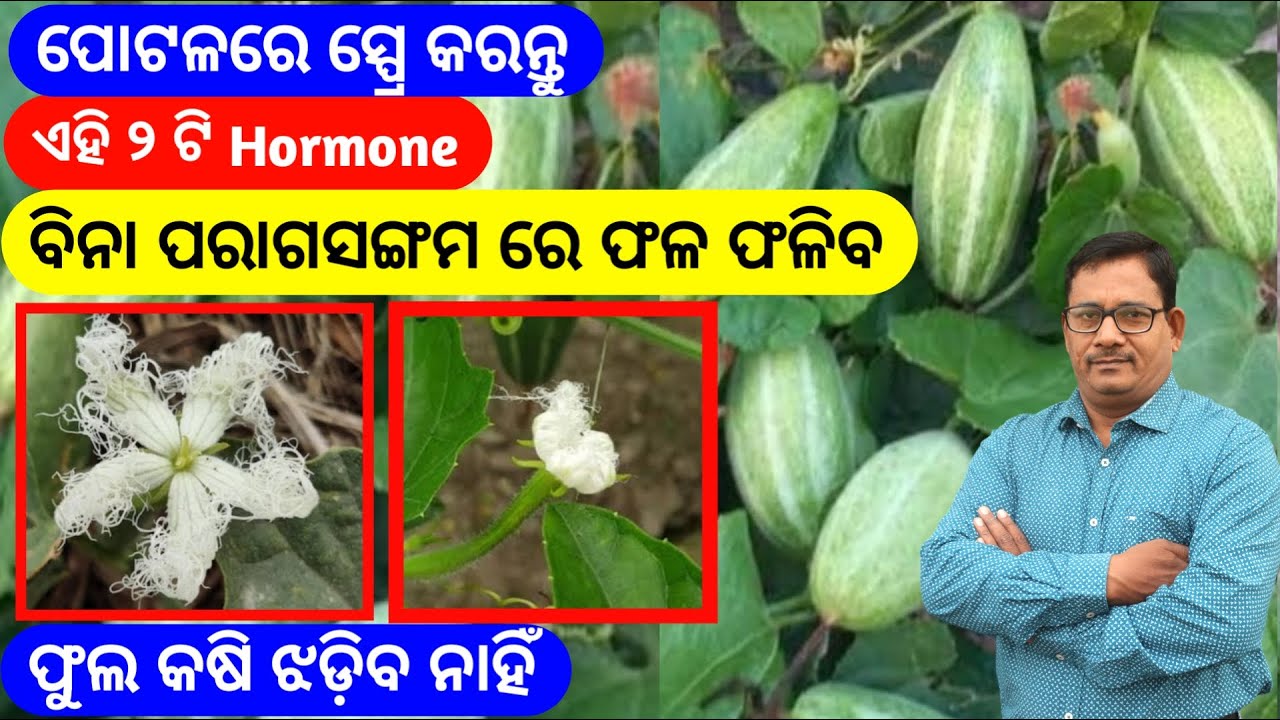 ପୋଟଳ ରେ ସ୍ପ୍ରେ କରନ୍ତୁ 2ଟି Imortant Hormone ଫୁଲ କଷି ଝଡିବ୍ ନାହିଁ Pointed Gourd farming