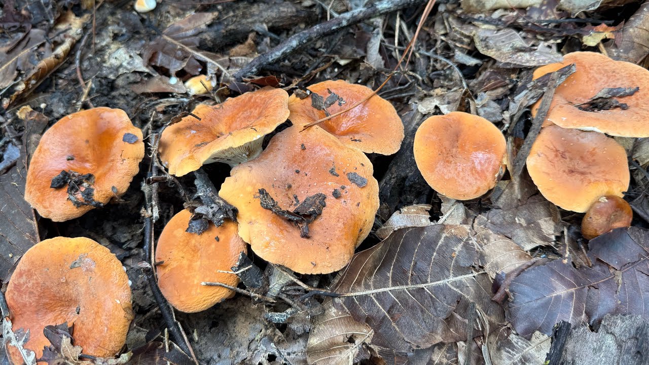 ขึ้นภูเขาอำเภอสังคม ป่านี้เห็ดออกโคตรเยอะ เก็บได้สารพัดเห็ด เกินคาดสุดๆวันนี้