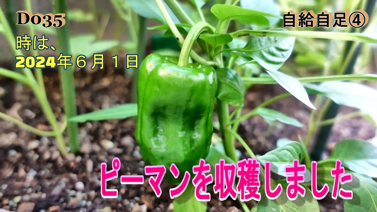 D035。ピーマンが出来ました。普通においしかったです。キューリが一杯花をつけています。沢山出来そうです。トウモロコシが穂をつけました