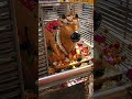 Bhooteshwar Mahadev #crazy_pari #shortvideo #youtubeshorts #mahadev#bhooteshwarmahadev#mahadevstatus