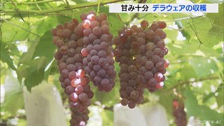 種なしブドウ「デラウェア」の収穫が始まる　甘みは十分　ほどよい酸味も　愛知・安城市(2022/7/13)
