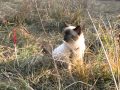 A walk with Frida