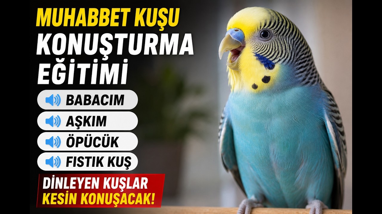 10 Dakikada Muhabbet Kuşu Konuşturma Eğitimi 🦜 | Babacım, Aşkım, Öpücük #konuşankuş