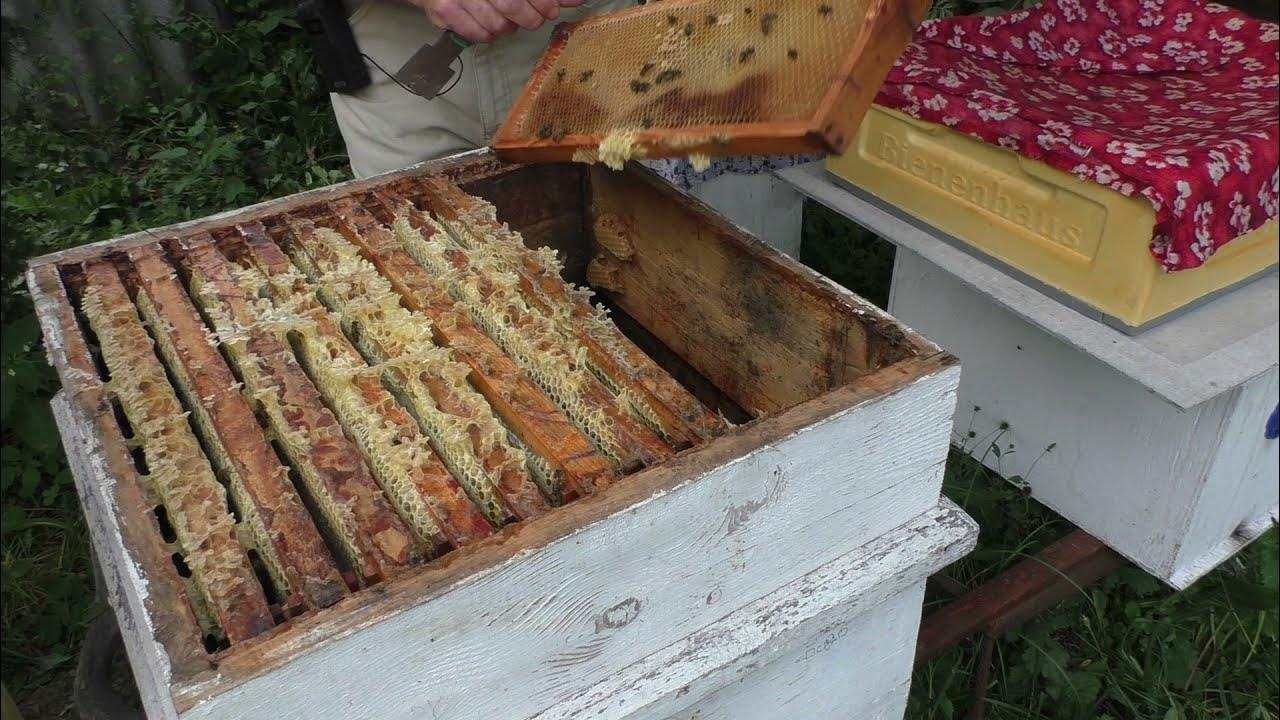 Закорм пчел в зиму. Пчеловодство в якутии. сироп для пчел. пасека жуковых самара кочевая.