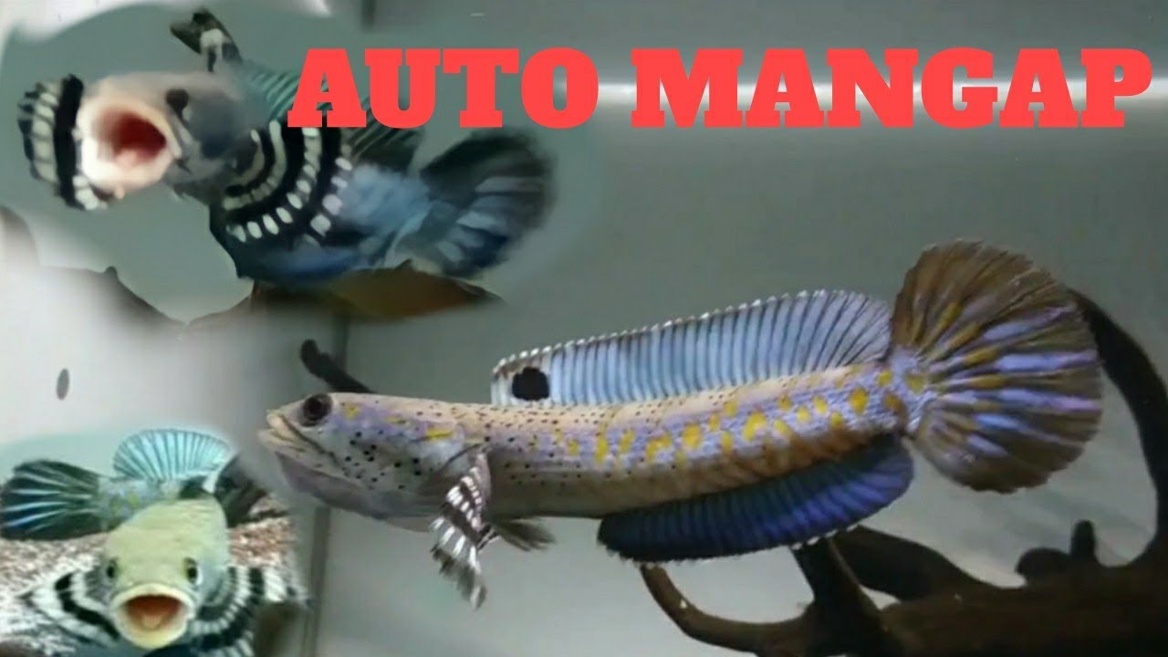 tutorial channa pulchra mangap